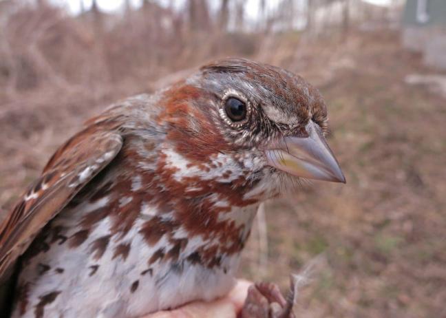 Handsome Fox Sparrow Photo by Peggy Keller