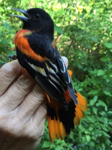 Adult male Baltimore Oriole Photo by Peggy Keller